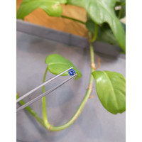 0.58 Ct. Blue Sapphire from Ceylon (Sri Lanka) Life Style