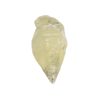 7.76 Ct. Yellow Sapphire Crystal from Ceylon (Sri Lanka) Video