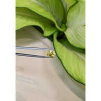 5.23 Ct. Yellow Sapphire from Ceylon (Sri Lanka) Life Style