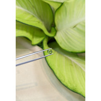 1.06 Ct. Yellowish Green Sapphire from Madagascar Life Style