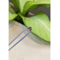 1.17 Ct. Yellowish Brown Sapphire from Madagascar Life Style