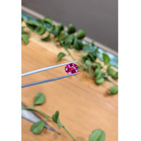 3.02 Ct. Pink Sapphire from Ceylon (Sri Lanka) Life Style