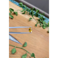 1.57 Ct. Yellowish Orange Sapphire from Montana Life Style