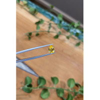 1.25 Ct. Orangish Yellow Sapphire from Ceylon (Sri Lanka) Life Style