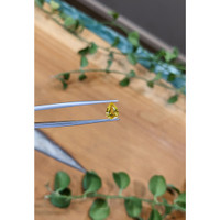 1.25 Ct. Yellow Sapphire from Ceylon (Sri Lanka) Life Style