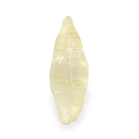 5.88 Ct. Yellow Rough Sapphire from Ceylon (Sri Lanka) Video
