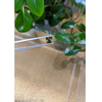 2.04 Ct. Bi Color / Parti Sapphire from Madagascar Life Style
