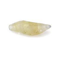 7.37 Ct. Yellow Rough Sapphire Crystal from Ceylon (Sri Lanka) Video