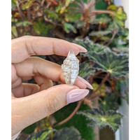 24.79 Ct. Grey Rough Sapphire Crystal from Ceylon (Sri Lanka) Life Style