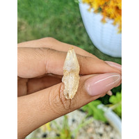 14.95 Ct. Yellow Rough Sapphire Crystal from Ceylon (Sri Lanka) Life Style