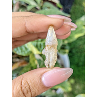 14.95 Ct. Yellow Rough Sapphire Crystal from Ceylon (Sri Lanka) Life Style