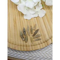 48.44 Ct. Multi Color Sapphire Crystal from Ceylon (Sri Lanka) Life Style