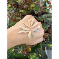 48.44 Ct. Multi Color Sapphire Crystal from Ceylon (Sri Lanka) Life Style