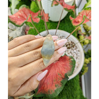 108.02 Ct. Bi Color Sapphire Crystal from Ceylon (Sri Lanka) Life Style