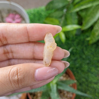 14.37 Ct. Yellow Sapphire from Ceylon (Sri Lanka) Life Style