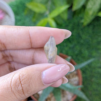 7.01 Ct. Bi Color / Parti Sapphire from Ceylon (Sri Lanka) Life Style
