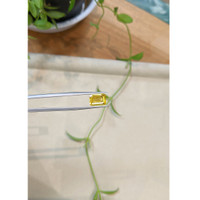 3.14 Ct. Yellow Sapphire from Ceylon (Sri Lanka) Life Style