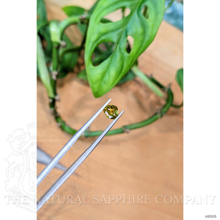 1.10 Ct. Yellowish Green Sapphire from Thailand