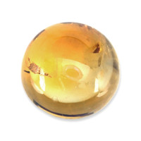 1.08 Ct. Yellow Cabochon Sapphire from Montana Video