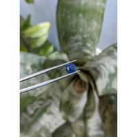 2.38 Ct. Blue Cabochon Sapphire from Ceylon (Sri Lanka) Life Style
