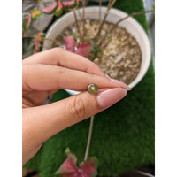 2.11 Ct. Greenish Brown Star Sapphire from Ceylon (Sri Lanka) Life Style