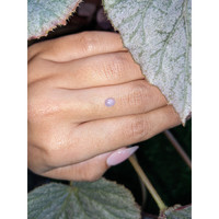 0.34 Ct. Pinkish Purple Cabochon Sapphire from Ceylon (Sri Lanka) Life Style