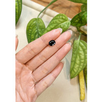 2.23 Ct. Blue Sapphire from Australia Life Style