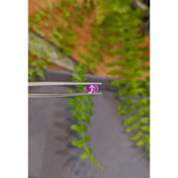 0.80 Ct. Pink Sapphire from Ceylon (Sri Lanka) Life Style