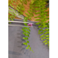 0.75 Ct. Pink Sapphire from Ceylon (Sri Lanka) Life Style
