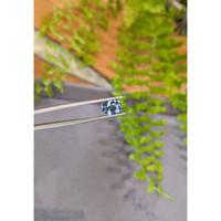 3.19 Ct. Bi Color / Parti Sapphire from Ceylon (Sri Lanka) Life Style