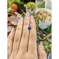 1.81 Ct. Blue Sapphire from Ceylon (Sri Lanka) Life Style