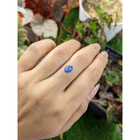 1.58 Ct. Blue Cabochon Sapphire from Ceylon (Sri Lanka) Life Style