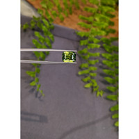 4.13 Ct. Yellowish Green Sapphire from Madagascar Life Style