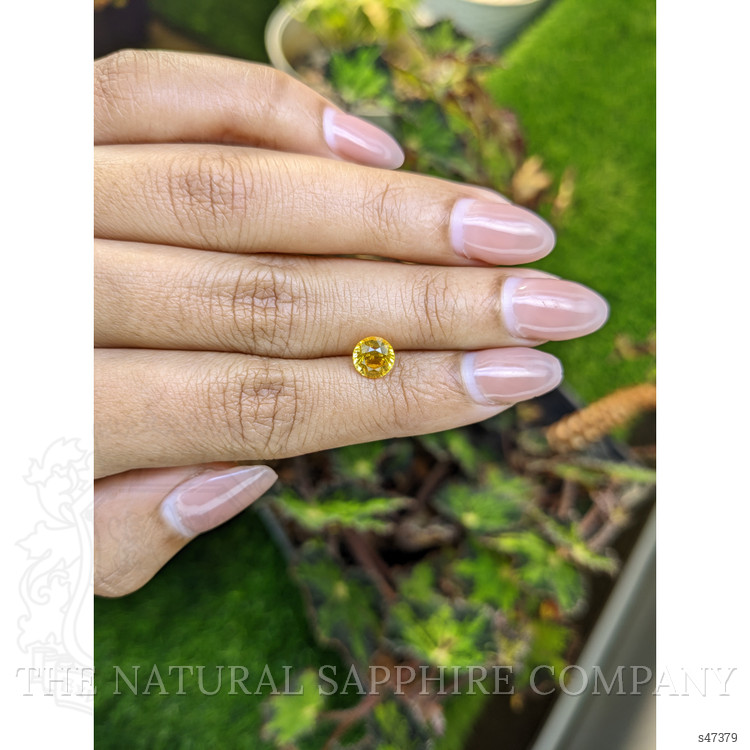 1.59 Ct. Yellow Sapphire from Ceylon (Sri Lanka)