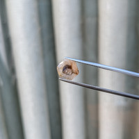 5.28 Ct. Brown Sapphire from Burma (Myanmar) Life Style