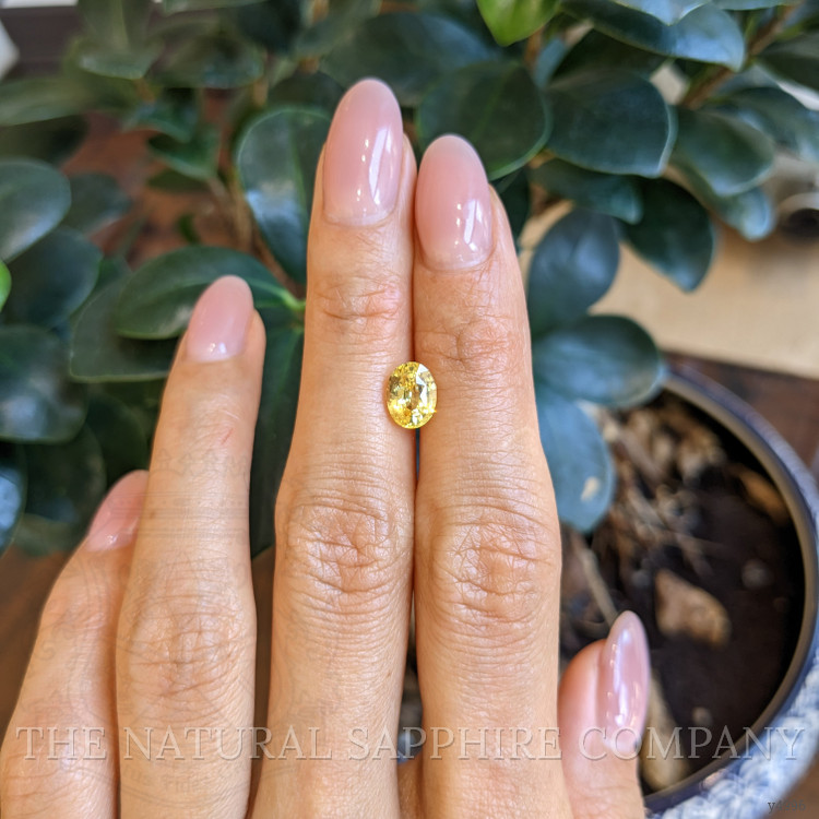 1.67 Ct. Yellow Sapphire from Ceylon (Sri Lanka)